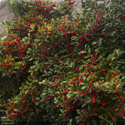 Holly, Winterberry Red Sprite #3